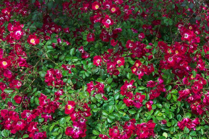 C_M 028.jpg
